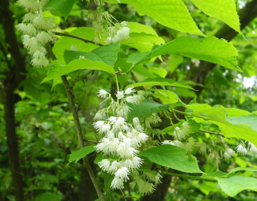 Pterostyrax psilophyllus - Baummapper, CC BY-SA 3.0 DE, via Wikimedia Commons