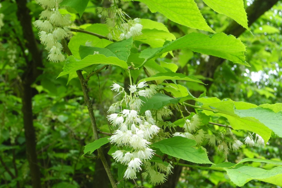 Pterostyrax psilophyllus - Baummapper, CC BY-SA 3.0 DE, via Wikimedia Commons