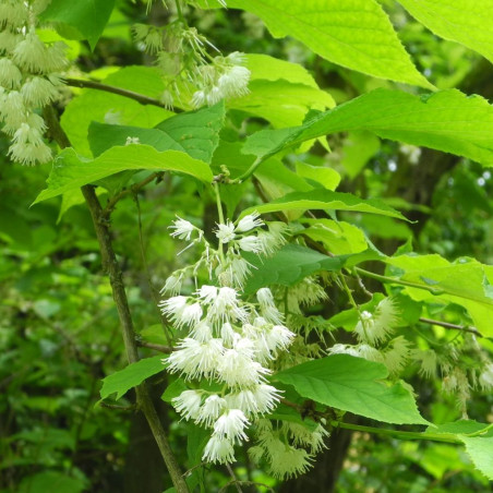 Pterostyrax psilophyllus - Baummapper, CC BY-SA 3.0 DE, via Wikimedia Commons