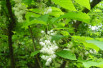 Pterostyrax psilophyllus - Baummapper, CC BY-SA 3.0 DE, via Wikimedia Commons