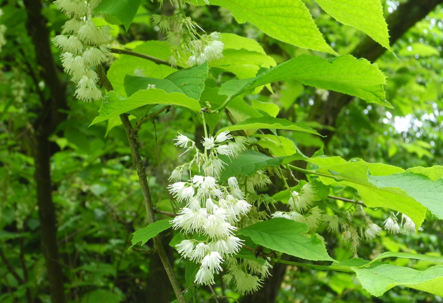 Pterostyrax psilophyllus