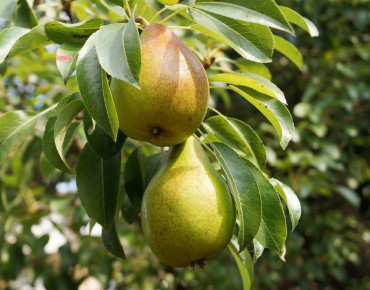Pyrus communis Durondeau