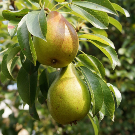 Pyrus communis Durondeau