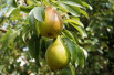 Pyrus communis Durondeau