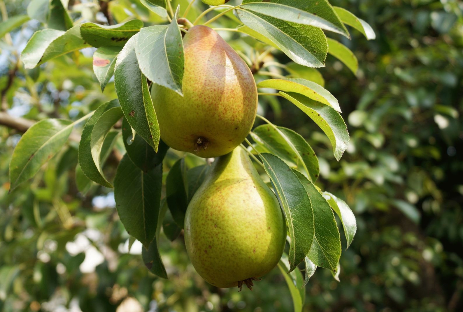 Birnbaum Durondeau