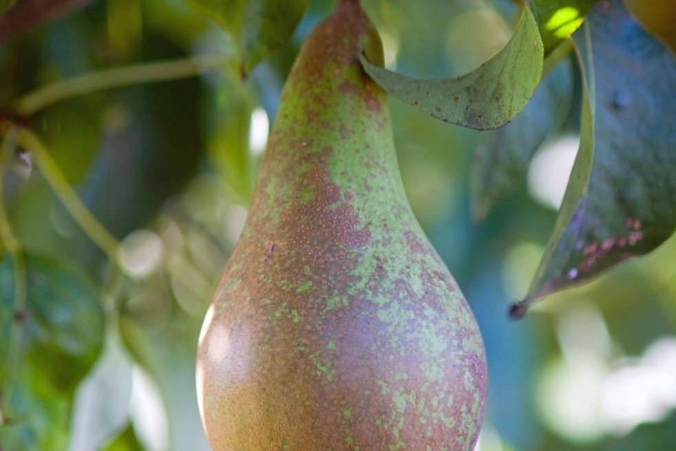 Pyrus communis Conférence