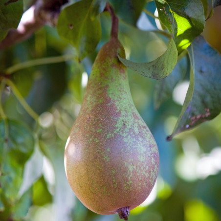 Pyrus communis Conférence