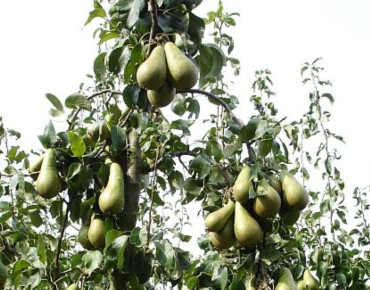 Penny Mayes / Conference pears via Wikimedia commons