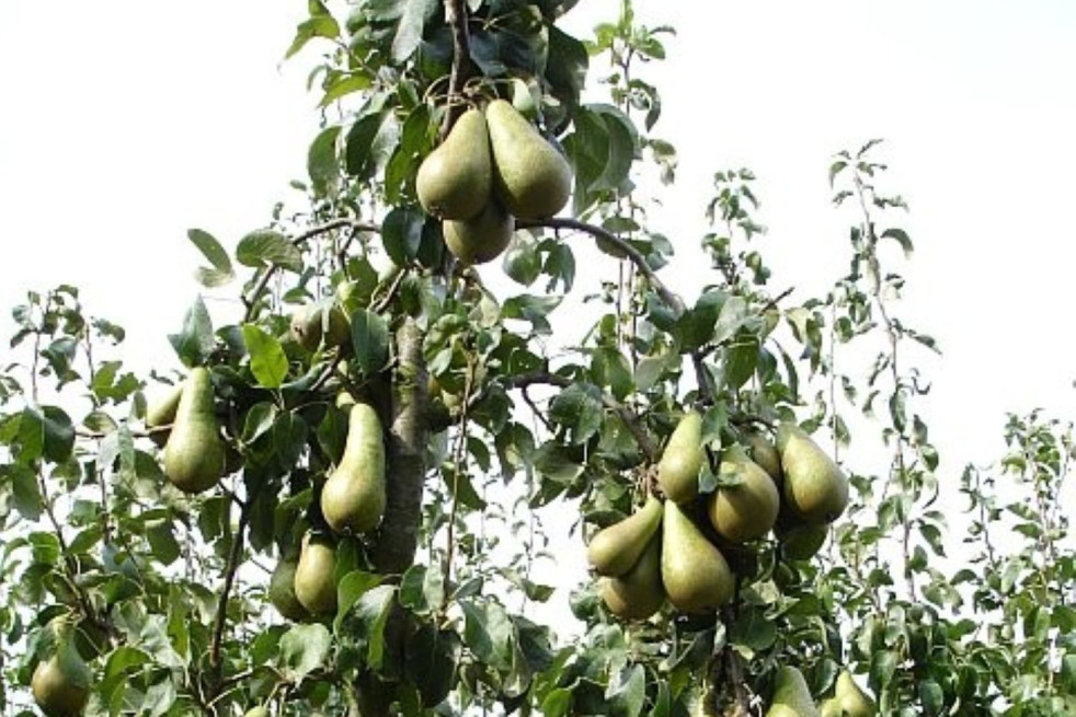 Penny Mayes / Conference pears via Wikimedia commons