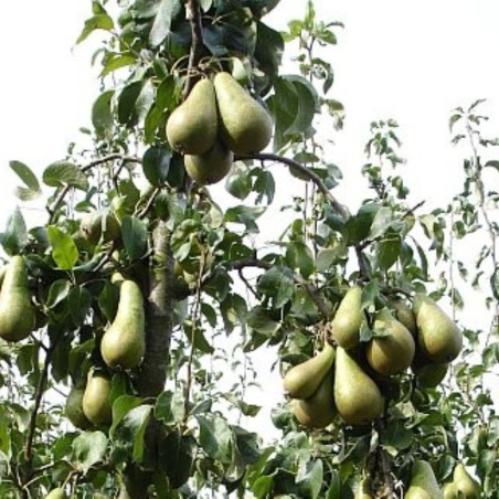 Penny Mayes / Conference pears via Wikimedia commons