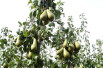 Penny Mayes / Conference pears via Wikimedia commons