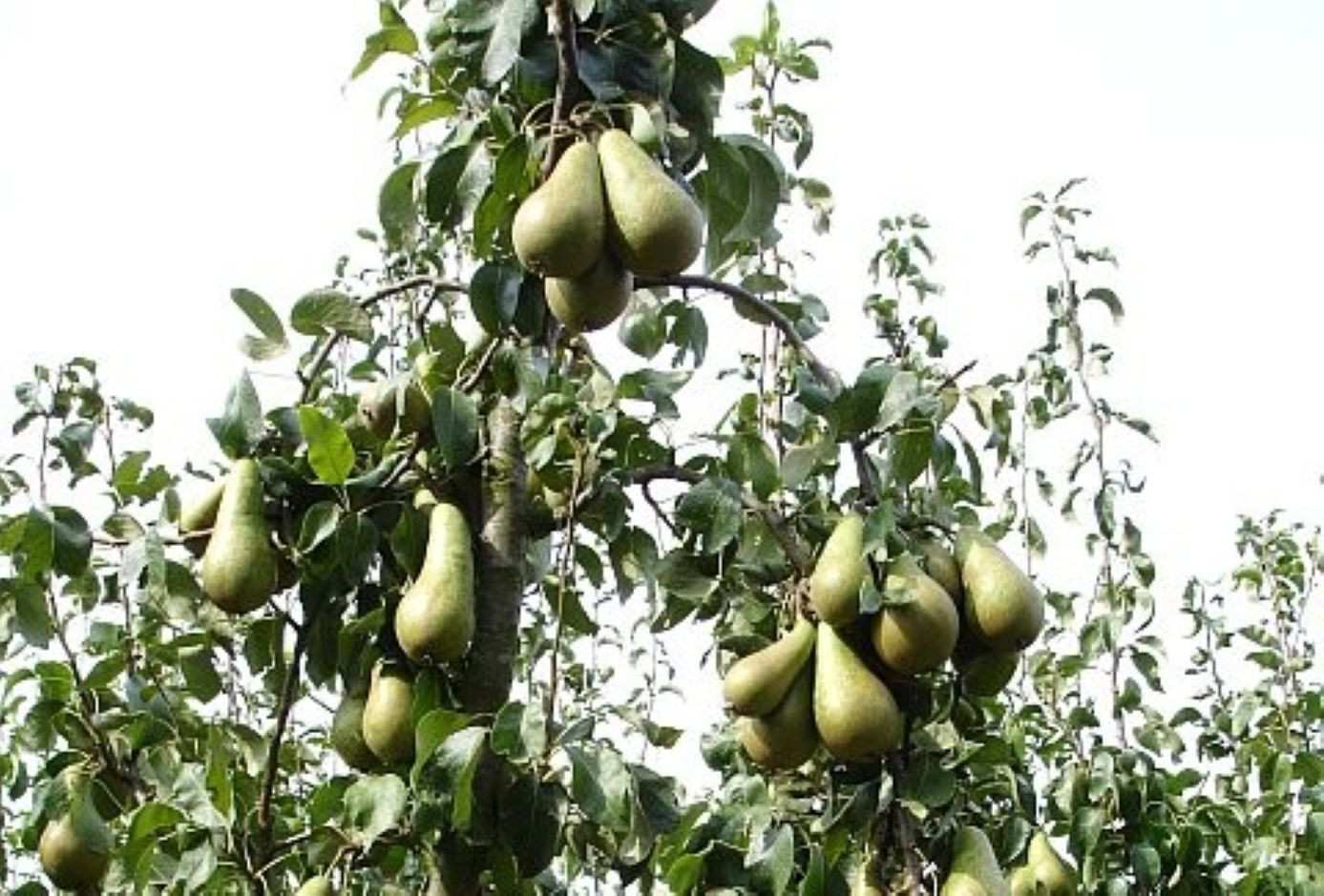 Perenboom Conférence