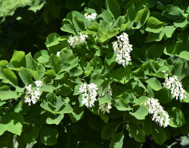 Cladrastis kentukea - Krzysztof Ziarnek, Kenraiz, CC BY-SA 4.0, via Wikimedia Commons