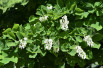 Cladrastis kentukea - Krzysztof Ziarnek, Kenraiz, CC BY-SA 4.0, via Wikimedia Commons