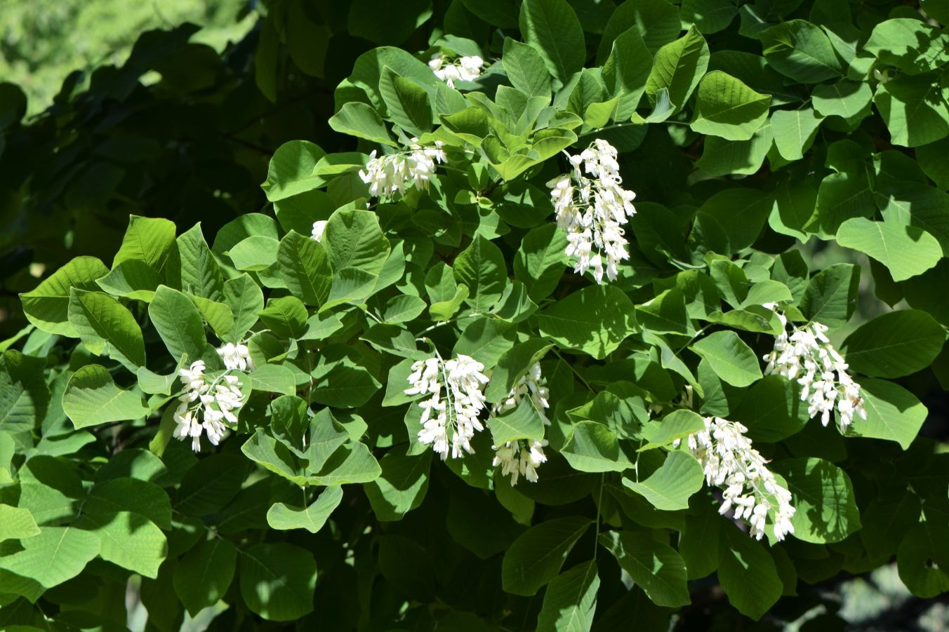 Kentucky yellowwood