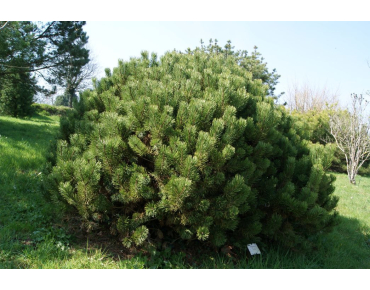 Bergden Pumilio - Pinus Mugo Pumilio