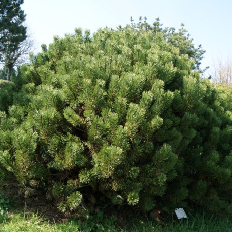 Pin de montagne nain - Pinus Mugo Pumilio