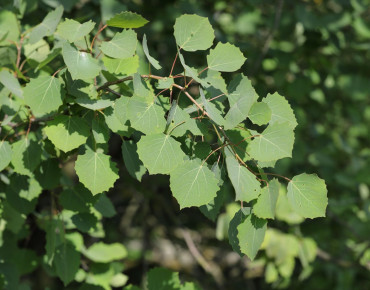 Populus tremula - T. Kebert, CC BY-SA 4.0, via Wikimedia Commons