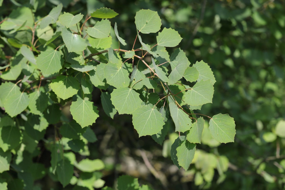 Populus tremula - T. Kebert, CC BY-SA 4.0, via Wikimedia Commons