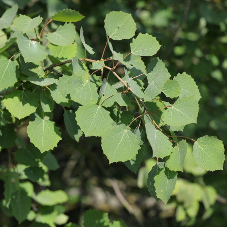 Populus tremula - T. Kebert, CC BY-SA 4.0, via Wikimedia Commons