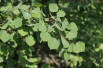 Populus tremula - T. Kebert, CC BY-SA 4.0, via Wikimedia Commons