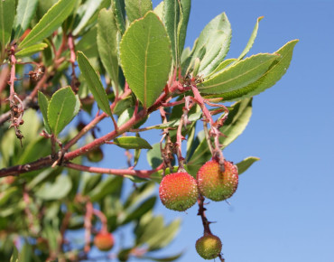Jardins du Monde.be - Arbutus unedo Mercurius 'Bocarm'