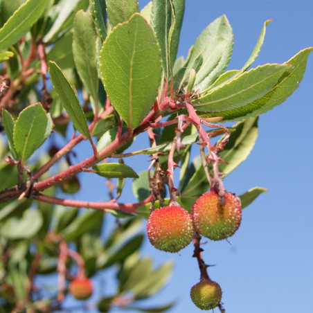 Jardins du Monde.be - Arbutus unedo Mercurius 'Bocarm'