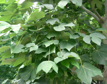 Firmiana simplex - I, KENPEI, CC BY-SA 3.0, via Wikimedia Commons