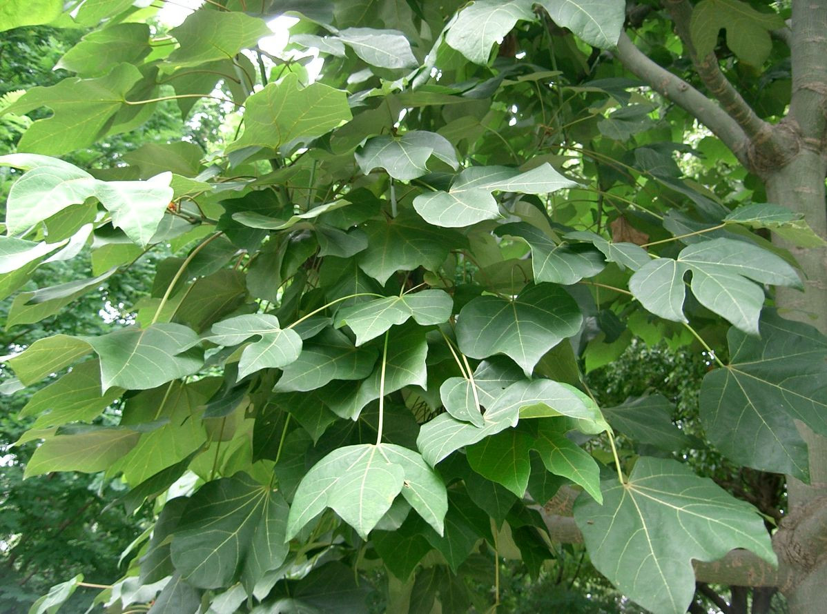 Arbre parasol de Chine – Parasol chinois
