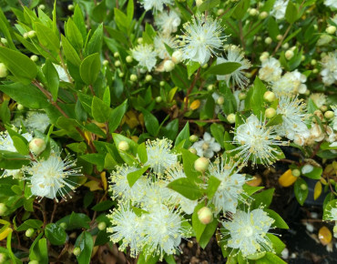 Myrtus communis - Jardins du Monde.be