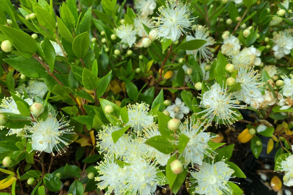 Myrtus communis - Jardins du Monde.be