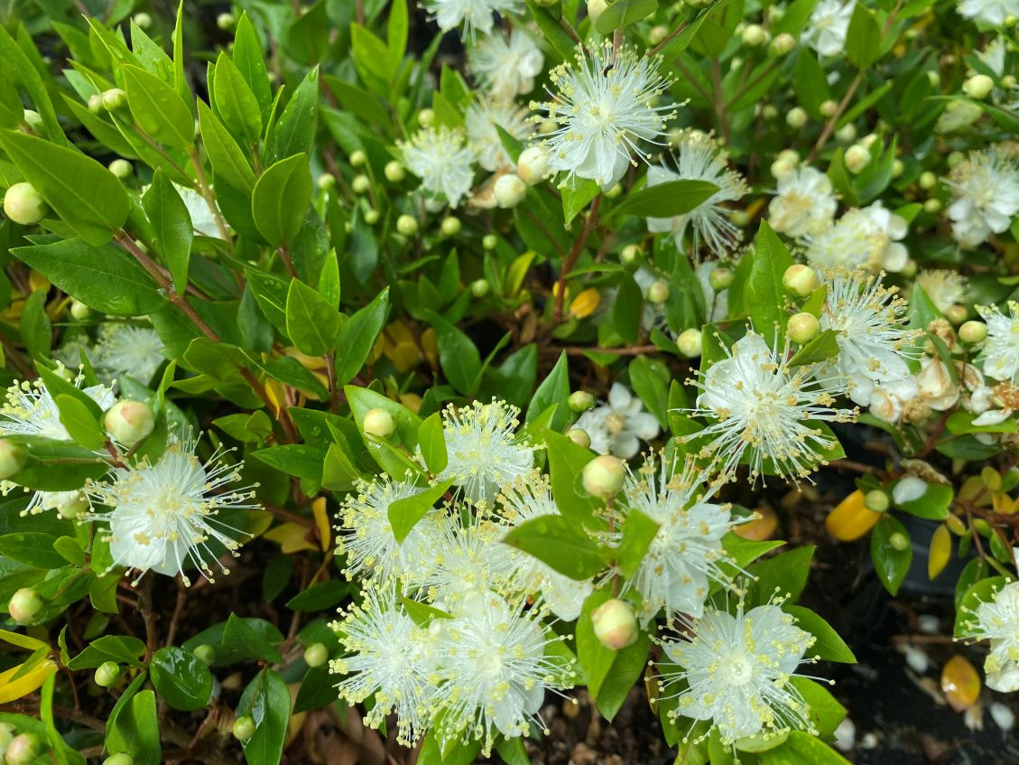 Myrtle