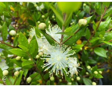 Myrtus communis - Jardins du Monde.be