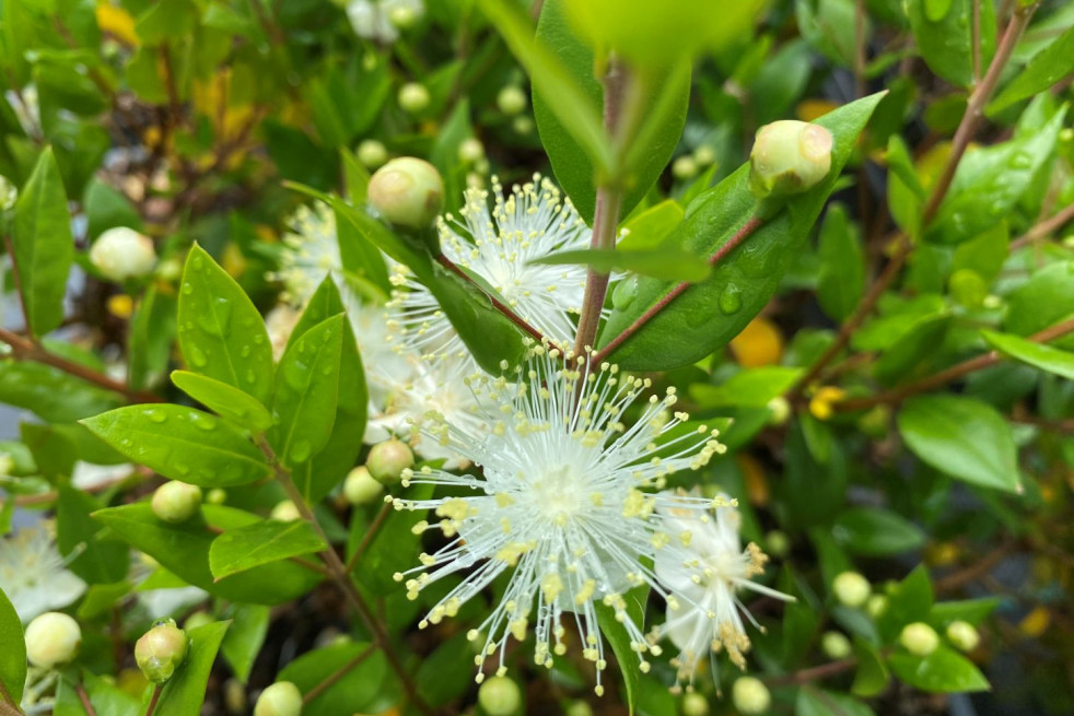 Myrtus communis - Jardins du Monde.be Myrtus communis - Jardins du Monde.be
