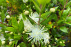 Myrtus communis - Jardins du Monde.be Myrtus communis - Jardins du Monde.be