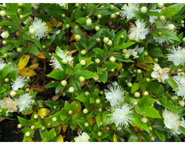 Myrtus communis - Jardins du Monde.be