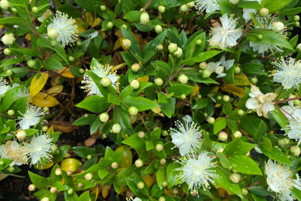 Myrtus communis - Jardins du Monde.be Myrtus communis - Jardins du Monde.be