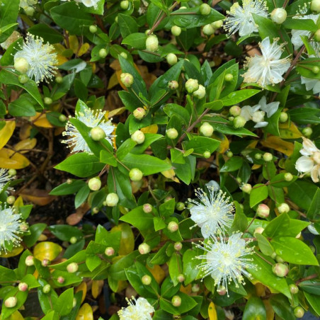 Myrtus communis - Jardins du Monde.be