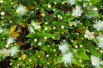 Myrtus communis - Jardins du Monde.be