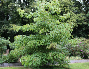 Idesia polycarpa - Jardins du Monde.be
