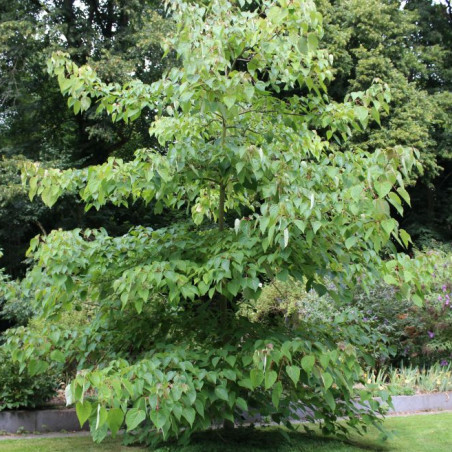Idesia polycarpa - Jardins du Monde.be