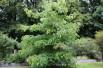 Idesia polycarpa - Jardins du Monde.be