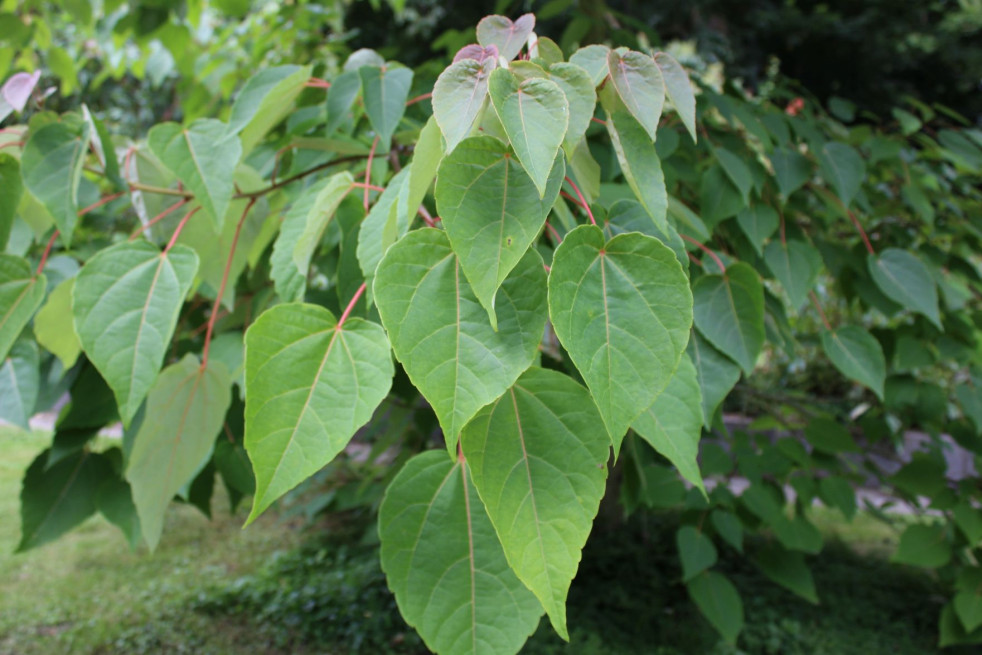 Idesia polycarpa - Jardins du Monde.be