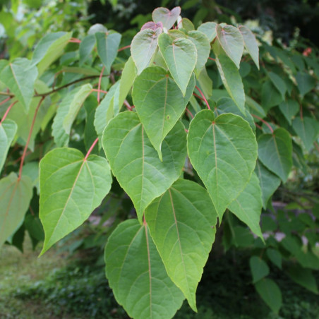 Idesia polycarpa - Jardins du Monde.be