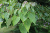 Idesia polycarpa - Jardins du Monde.be
