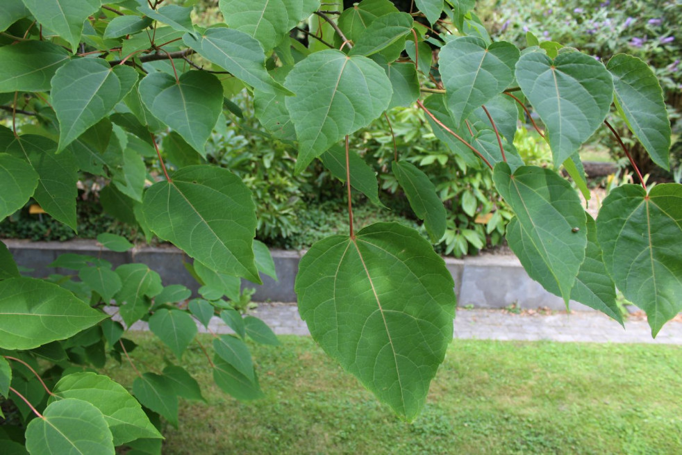 Idesia polycarpa - Jardins du Monde.be