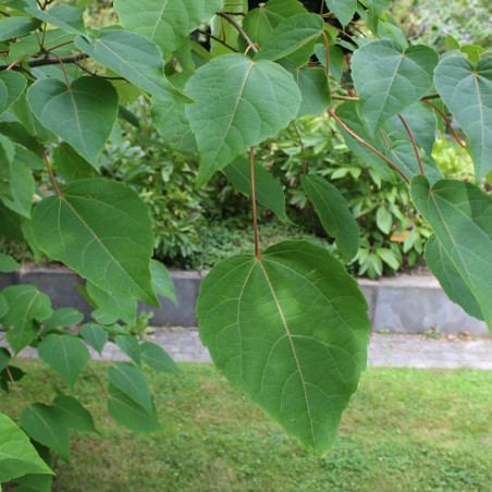 Idesia polycarpa - Jardins du Monde.be