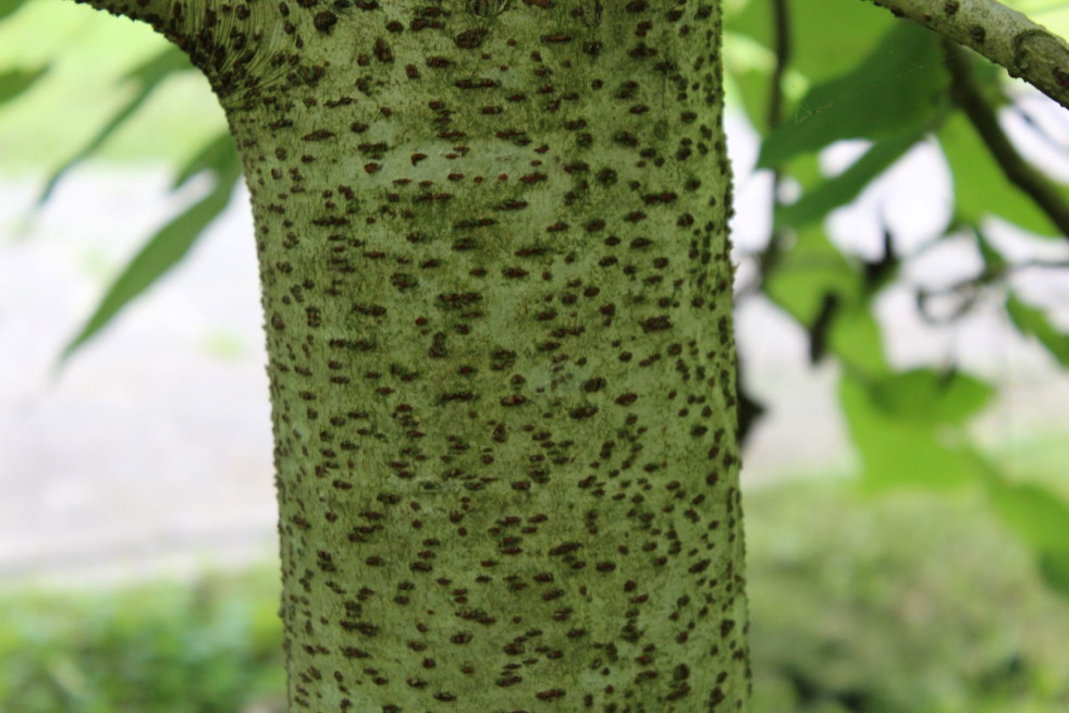 Idesia polycarpa - Jardins du Monde.be
