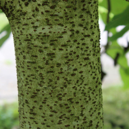 Idesia polycarpa - Jardins du Monde.be