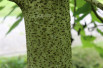 Idesia polycarpa - Jardins du Monde.be